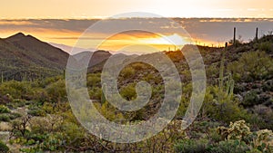 Saguaro Forest Sunrise