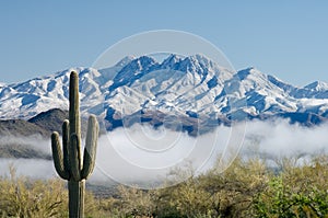 Saguaro and Four Peaks