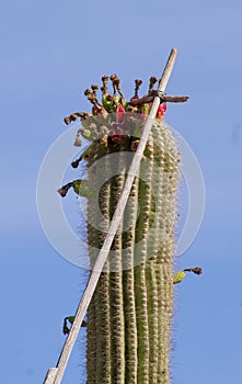 Saguaro fruit harvest