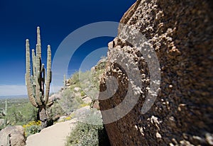 Saguaro and granite rock on Pinnacle Peak trail photo