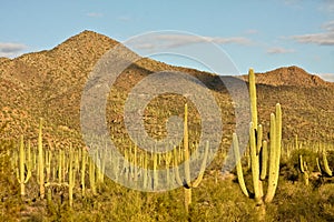 Saguaro Landscape
