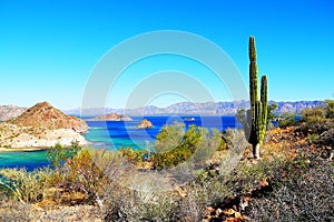 Saguaro in Loreto bays in the sea of baja california I