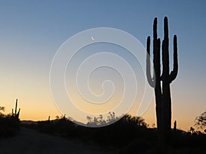 Saguaro and Moon at Sunset in Arizona Desert