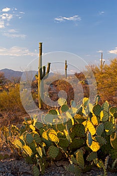 Saguaro National Monument at Sunset