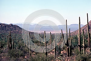 Saguaro national park