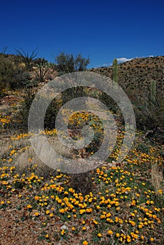 Saguaro National Park