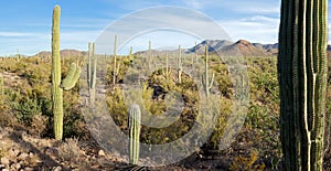 Saguaro National Park