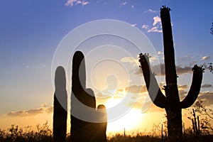 Saguaro National park