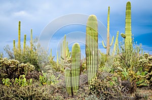 Saguaro National Park