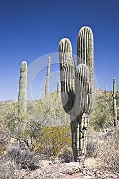 Saguaro National Park