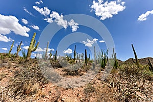 Saguaro National Park