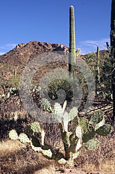 Saguaro national park