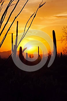 Saguaro National Park