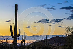 Saguaro National Park