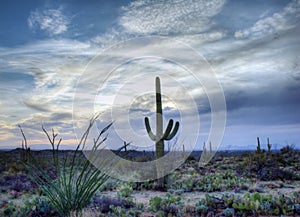 Saguaro National Park, Arizona Desert photo