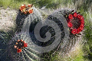 Saguaro National Park, Cactus, Flower, Travel