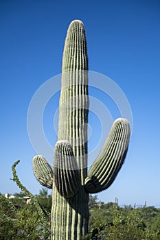 Saguaro National Park, Cactus, Travel