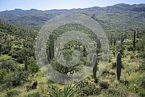 Saguaro National Park, Cactus, Travel