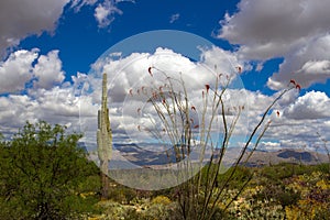 Saguaro National Park photo