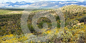 Saguaro National Park photo