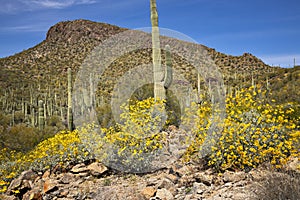 Blooming Saguaro photo