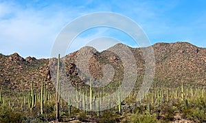 Saguaro National Park Landscape