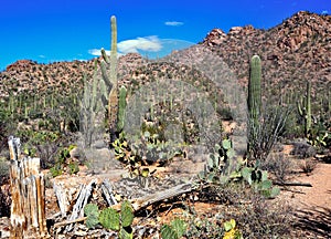 Saguaro National Park in Arizona