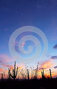 Saguaro national park moonrise