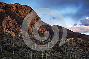 Saguaro National Park Sunset