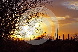 Saguaro National Park Sunset