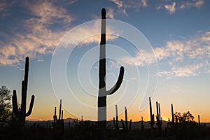 Saguaro National Park Sunset in Arizona