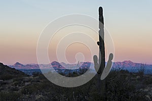 Saguaro National Park Sunset in Arizona