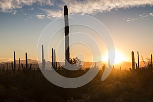 Saguaro National Park Sunset in Arizona