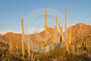 Saguaro National Park Sunset in Arizona