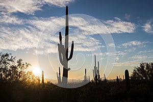 Saguaro National Park Sunset in Arizona