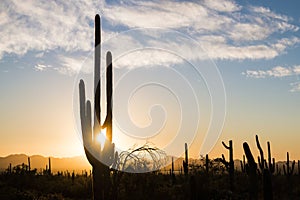 Saguaro National Park Sunset in Arizona