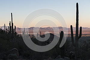 Saguaro National Park Sunset in Arizona