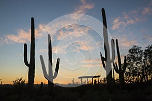 Saguaro National Park Sunset in Arizona