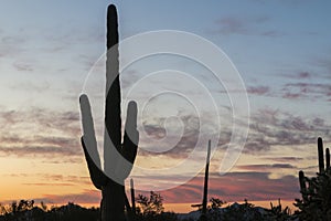 Saguaro National Park Sunset in Arizona