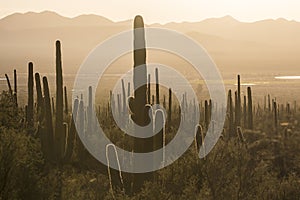 Saguaro National Park Sunset in Arizona