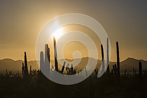 Saguaro National Park Sunset in Arizona