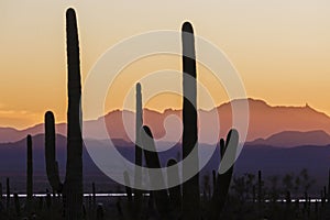 Saguaro National Park Sunset in Arizona