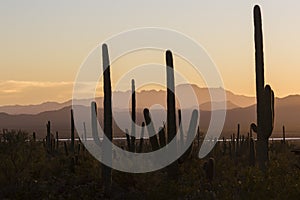 Saguaro National Park Sunset in Arizona