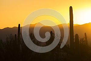 Saguaro National Park Sunset in Arizona