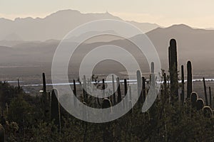 Saguaro National Park Sunset in Arizona