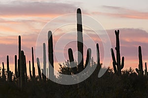 Saguaro National Park Sunset in Arizona