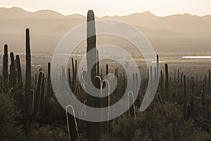 Saguaro National Park Sunset in Arizona