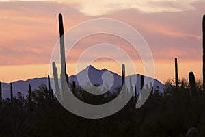 Saguaro National Park Sunset in Arizona