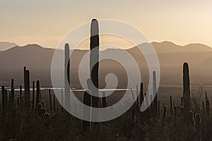Saguaro National Park Sunset in Arizona