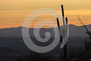 Saguaro National Park Sunset in Arizona